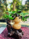 Cây Đá Ngọc Hoàng Long Cao 19 Ngang 30 (cm) 2,2kg