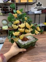 Cây Thỏi Vàng Đá Ngọc Hoàng Long Cao 43,6 Ngang 33 (cm)