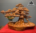 Cây Tùng Bonsai Gỗ Hương Cao 58 Ngang 73 Sâu 38 (cm)