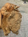 Tượng Long Quy Gỗ Nu Kháo Ngang 55 Cao 35 Sâu 20 (cm)