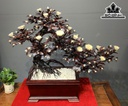 chau-hoa-phu-dung-bonsai-thac-do-go-trac-cao-83-ngang-100-sau-43-cm-427563