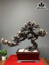 chau-hoa-phu-dung-bonsai-thac-do-go-trac-cao-83-ngang-100-sau-43-cm-427564