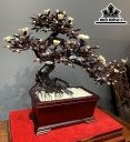 chau-hoa-phu-dung-bonsai-thac-do-go-trac-cao-83-ngang-100-sau-43-cm-427565
