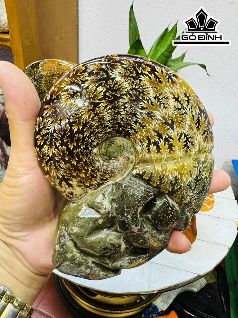 Cặp Ốc Anh Vũ Hóa Ngọc Cao 23 Ngang 28 (cm) 3,2kg