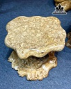 bo-ban-tra-goc-cay-go-nu-ngoc-nghien-cao-63-ngang-118-sau-80-don-cao-40-ngang-34x38-sau-35x40-cm-447618