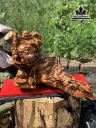 tuong-phat-di-lac-toa-nhan-sam-cao-43-ngang-60-sau-50-cm-448776