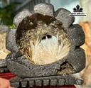 bong-hoa-uu-dam-da-tram-tich-cao-15-ngang-11-cm-13kg-451864