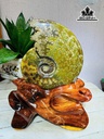oc-anh-vu-hoa-ngoc-cao-22-ngang-13-cm-18kg-453206