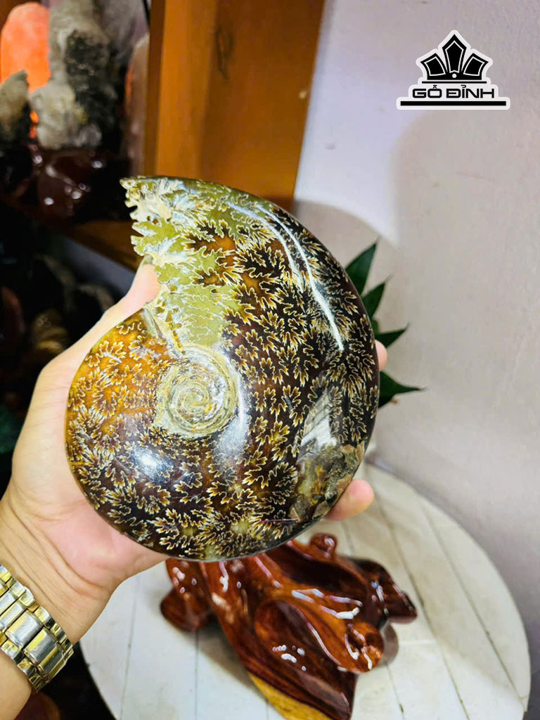 oc-anh-vu-hoa-ngoc-cao-24-ngang-15-cm-22kg-453208