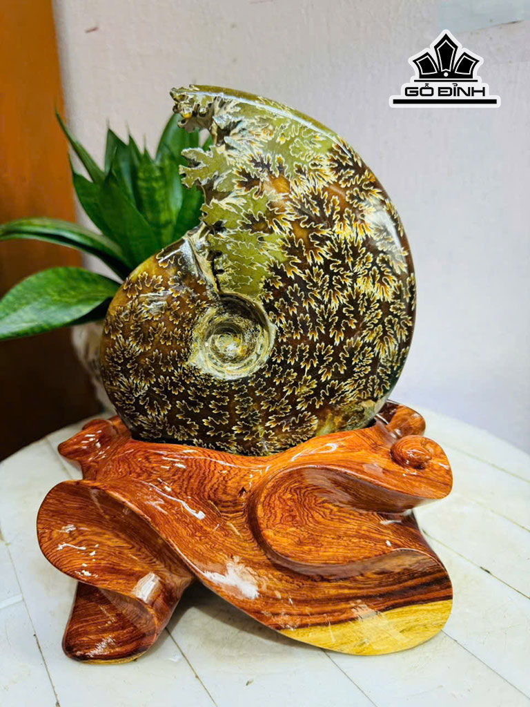 oc-anh-vu-hoa-ngoc-cao-24-ngang-15-cm-22kg-453209