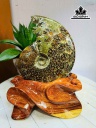 oc-anh-vu-hoa-ngoc-cao-24-ngang-15-cm-22kg-453209