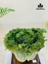 tac-pham-bap-cai-phong-thuy-da-serpentine-cao-ca-de-28-rieng-da-kich-thuoc-17x20x13-cm-453856