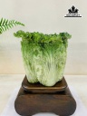 tac-pham-bap-cai-phong-thuy-da-serpentine-cao-ca-de-28-rieng-da-kich-thuoc-17x20x13-cm-453857