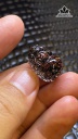 cu-ty-huu-da-thach-anh-toc-den-cao-19-ngang-133-sau-122-mm-52gr-455504