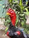 tuong-nhat-ke-go-huong-cao-76-ngang-40-sau-46-cm-457002