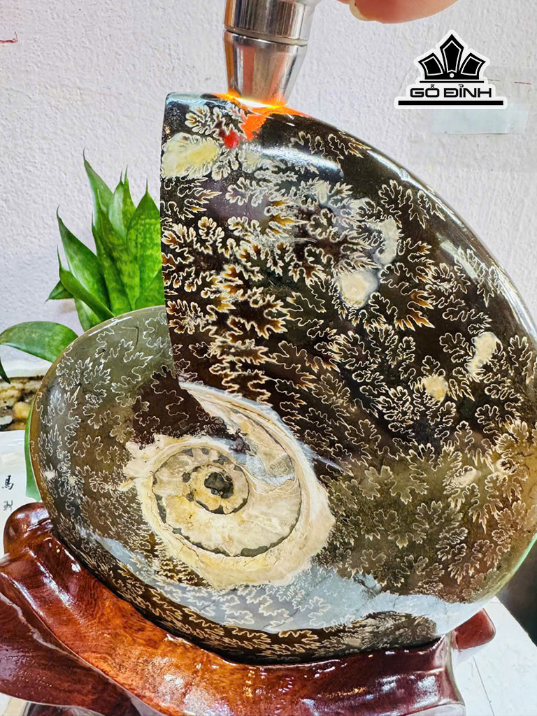 oc-anh-vu-hoa-ngoc-cao-30-ngang-19-cm-34kg-luon-de-459873