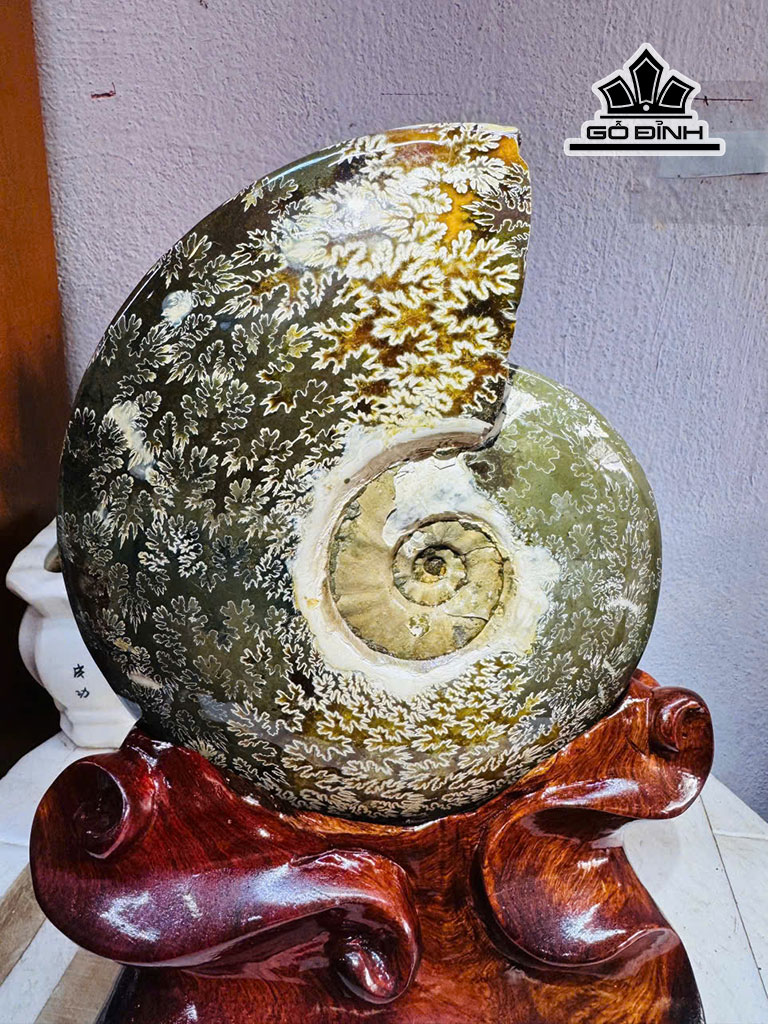 oc-anh-vu-hoa-ngoc-cao-30-ngang-19-cm-34kg-luon-de-459875