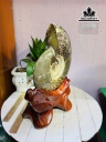 oc-anh-vu-hoa-ngoc-cao-30-ngang-19-cm-34kg-luon-de-459877
