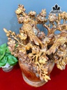 binh-mai-phu-quy-go-huong-cao-52-ngang-35-sau-30-cm-459973