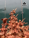 binh-hoa-go-cam-cao-88-ngang-68-sau-40-cm-duong-kinh-binh-28-cm-460704