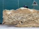 tranh-bat-ma-go-nu-ngoc-nghien-ngang-141-rong-68-sau-4-cm-460716