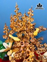 binh-hoa-mai-phu-quy-go-huong-cao-64-ngang-48-sau-42-cm-460966