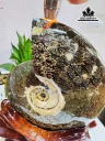 oc-anh-vu-hoa-thach-cao-30-ngang-19-cm-34kg-461188
