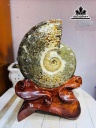 oc-anh-vu-hoa-thach-cao-30-ngang-19-cm-34kg-461189