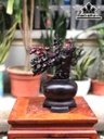 binh-mai-phu-quy-go-trac-cao-31-ngang-31-sau-15-cm-462373