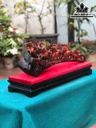 tuong-bat-ma-go-trac-cao-26-ngang-55-sau-12-cm-462850