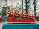 tuong-bat-ma-go-sua-cao-ca-ky-38-ngang-66-sau-16-cm-463116