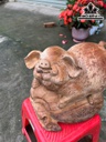 tuong-heo-go-ngoc-am-cao-24-ngang-26-sau-20-cm-463242