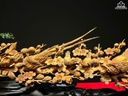 cau-phu-the-vien-man-go-hoang-dan-cao-ca-de-17-ngang-55-sau-5-cm-rieng-tuong-cao-14-cm-463351