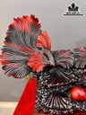 tuong-ca-xiem-doi-go-trac-cao-52-ngang-77-sau-28-cm-463380