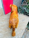 tuong-cho-go-huong-cao-28-ngang-48-sau-16-cm-6kg-463399