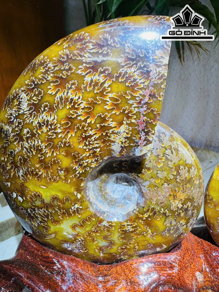 cap-oc-anh-vu-hoa-ngoc-cao-20-ngang-23-cm-19kg-463470