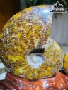 cap-oc-anh-vu-hoa-ngoc-cao-20-ngang-23-cm-19kg-463470