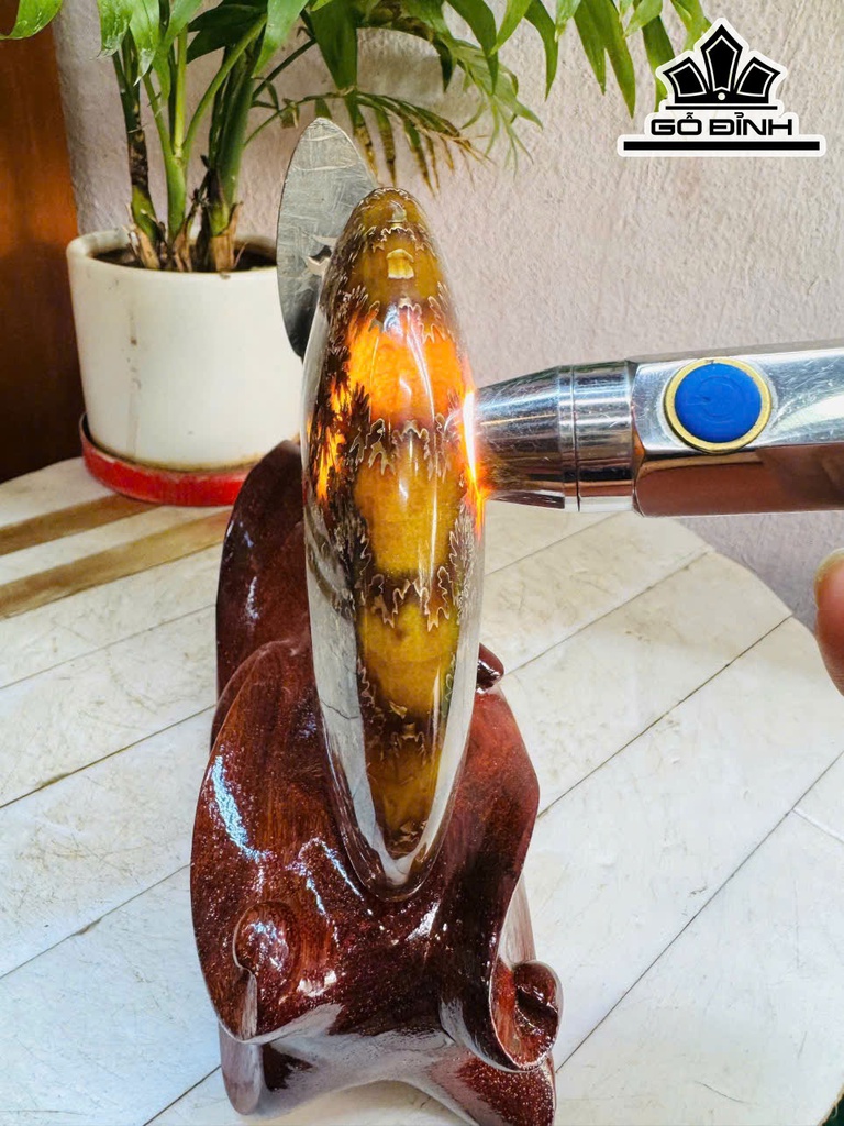 cap-oc-anh-vu-hoa-ngoc-cao-20-ngang-23-cm-19kg-463471
