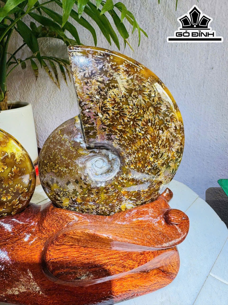 cap-oc-anh-vu-hoa-ngoc-cao-20-ngang-23-cm-19kg-463476