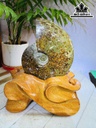 oc-anh-vu-hoa-ngoc-cao-22-ngang-13-cm-17kg-463482