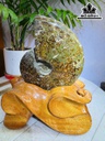 oc-anh-vu-hoa-ngoc-cao-22-ngang-13-cm-17kg-463485