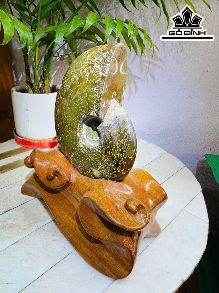 oc-anh-vu-hoa-ngoc-cao-22-ngang-13-cm-17kg-463486