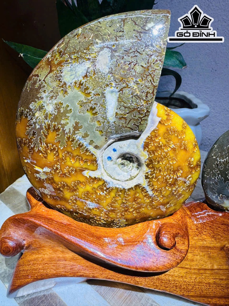 cap-oc-anh-vu-hoa-ngoc-cao-20-ngang-25-cm-22kg-464801