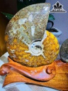 cap-oc-anh-vu-hoa-ngoc-cao-20-ngang-25-cm-22kg-464801