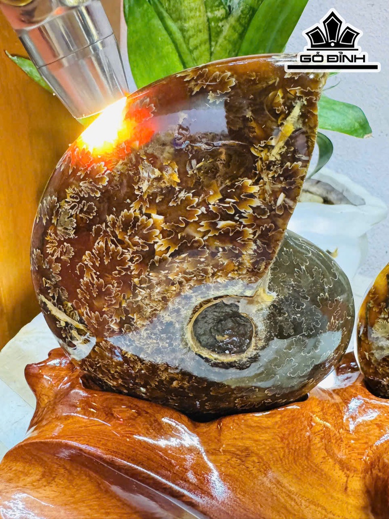 cap-oc-anh-vu-hoa-ngoc-cao-20-ngang-25-cm-22kg-464804