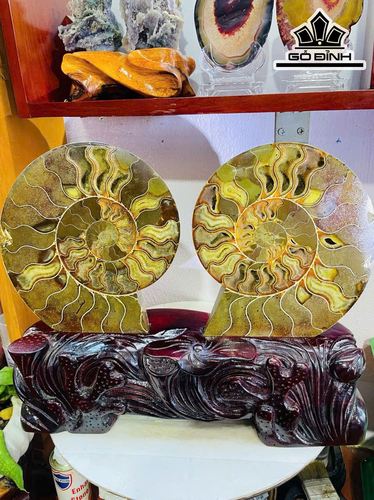 cap-oc-anh-vu-hoa-ngoc-cao-33-ngang-42-cm-55kg-464810