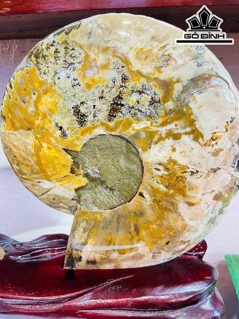 cap-oc-anh-vu-hoa-ngoc-cao-33-ngang-42-cm-55kg-464811