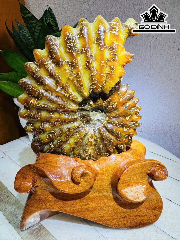 oc-anh-vu-hoa-ngoc-cao-24-ngang-14-cm-17kg-464817