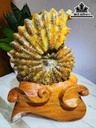 oc-anh-vu-hoa-ngoc-cao-24-ngang-14-cm-17kg-464817