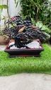 chau-tung-hac-go-trac-cao-46-ngang-54-sau-24-cm-464840